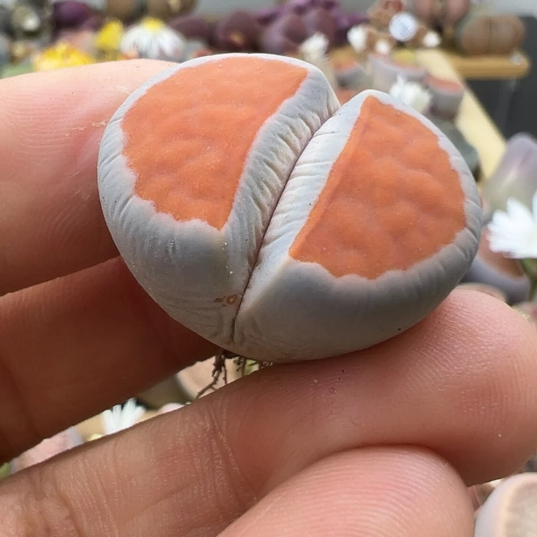 1438几何冰橙三代选拔株福利