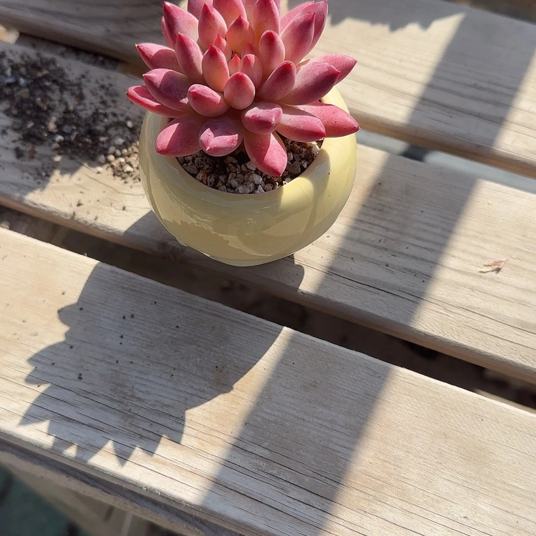M***&虞美人带盆多肉植物