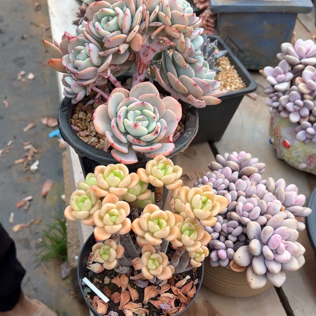 ?****?两颗寄养多肉多肉