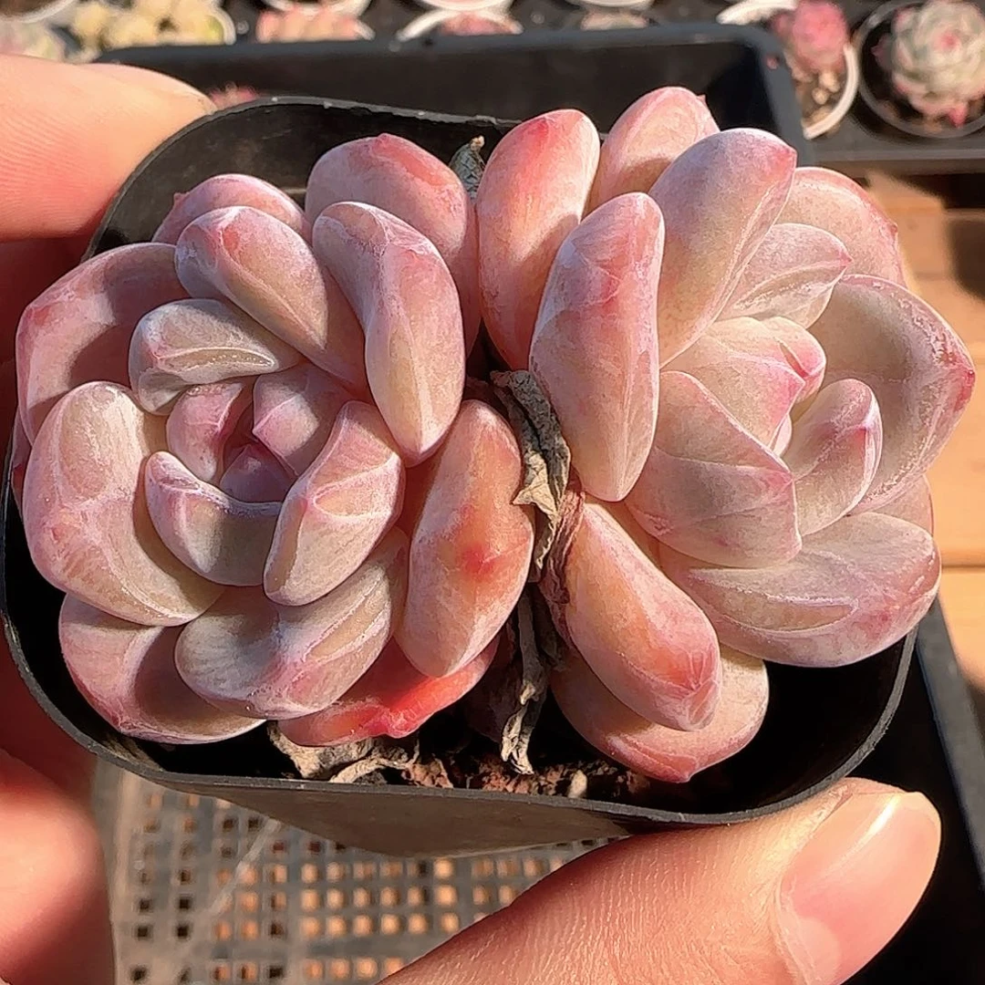 多肉1207-02石榴籽星影开播福利