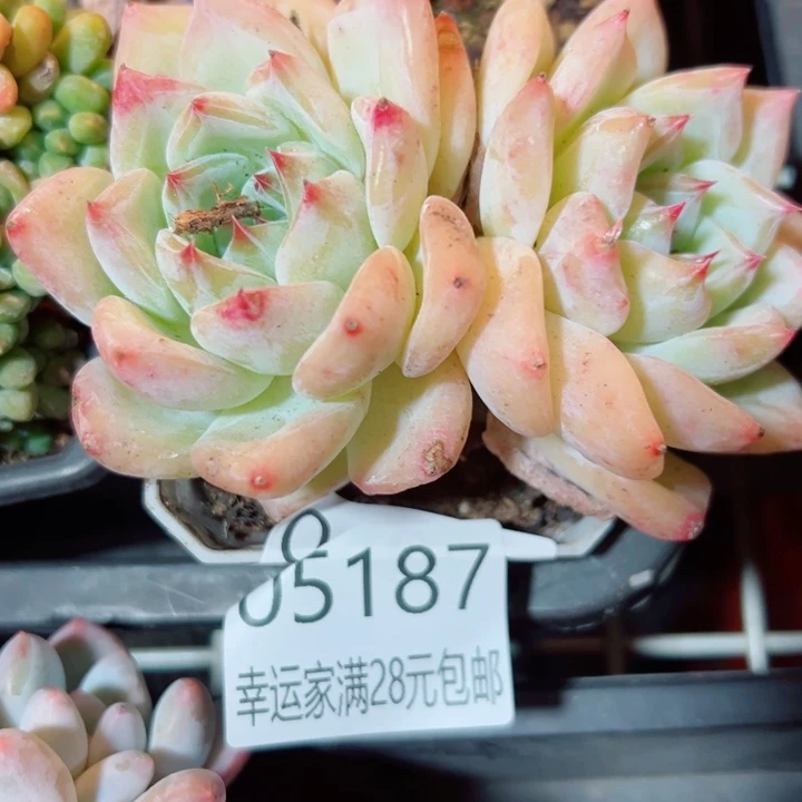 幸运的是我还没遇到你
