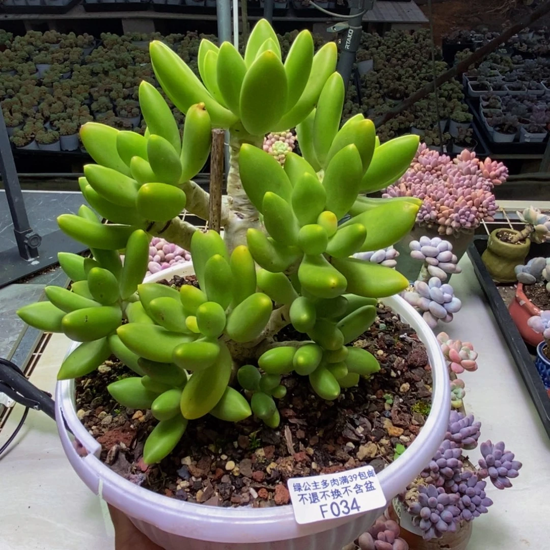 034金蟾芒果奶多肉17cm