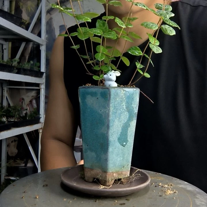 墨**音中青园艺一物一拍269