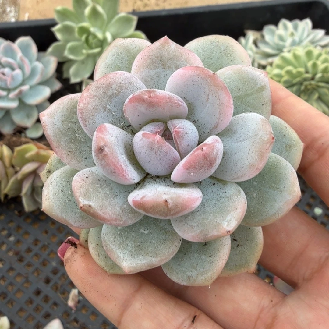 橙梦露锦腹欧你锦一刻的锦