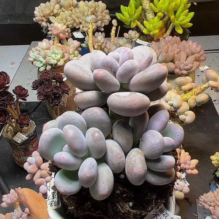 黄金大叶奶酪246/9cm