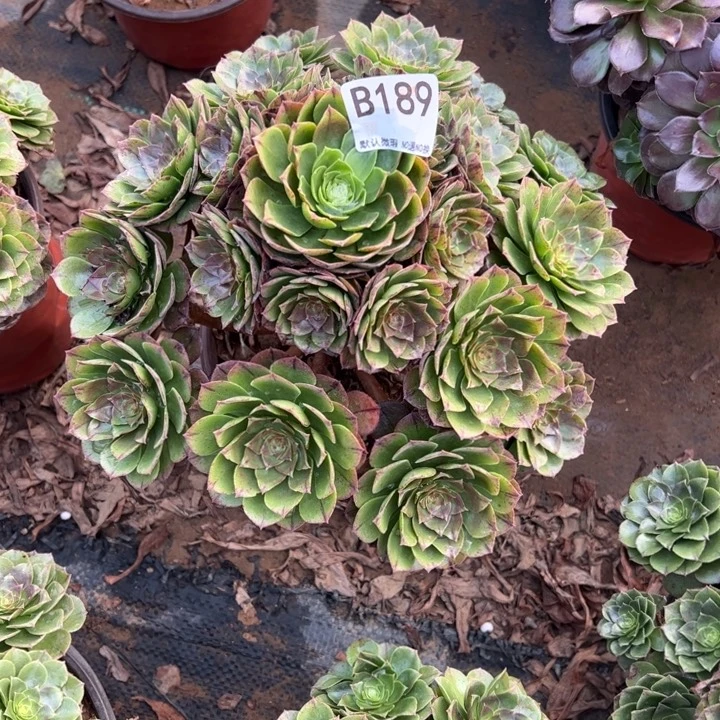 万拉丝多肉植物189.