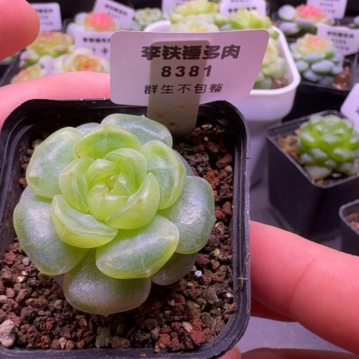 8381爱拉一物一拍5cm盆