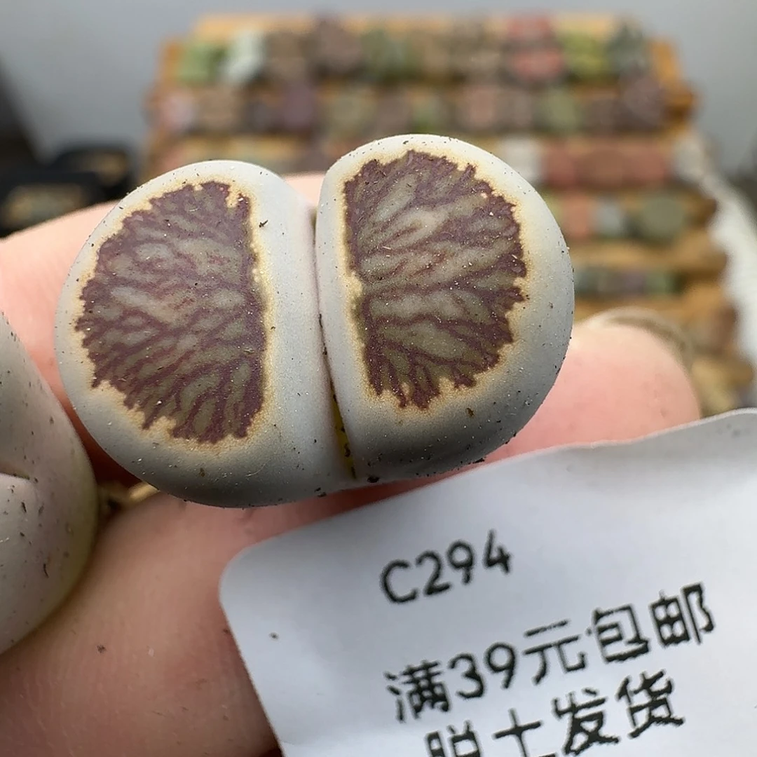 294多肉哈哈哈哈哈哈哈
