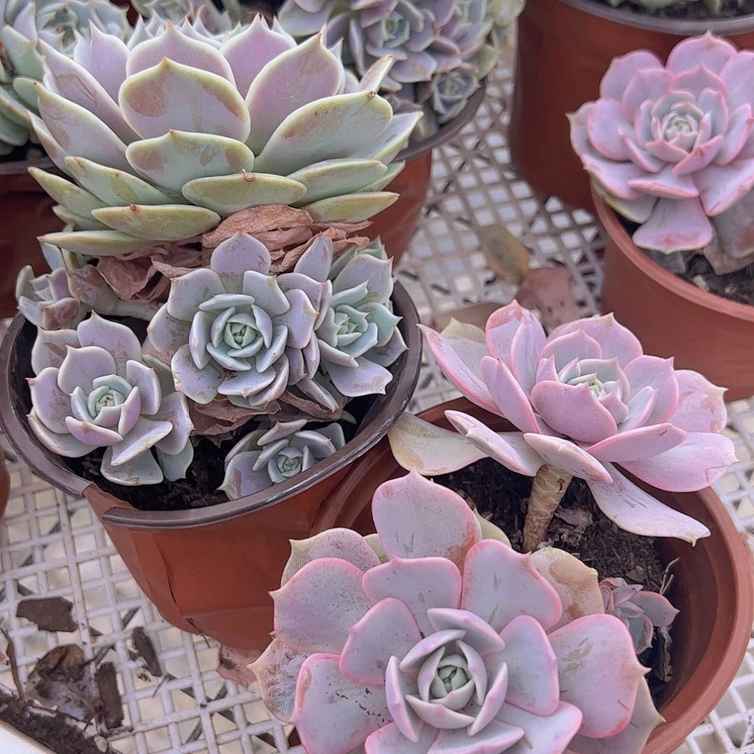 露娜莲大单头带仔，粉蝶双头起发各有，120杯