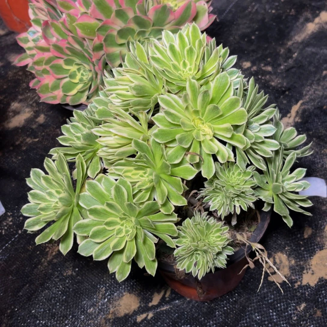 碧浪多肉植物捧花的