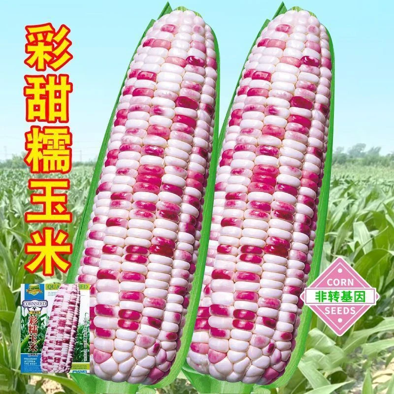 超甜彩甜糯玉米种子四季播高产香甜糯玉米种子彩甜糯四季蔬菜种籽