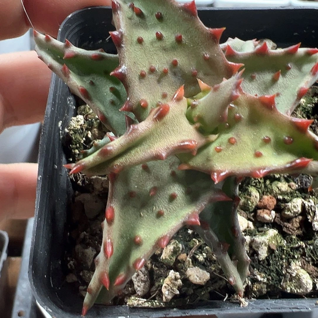 卡萨帝芦荟 小方花圃一物一拍