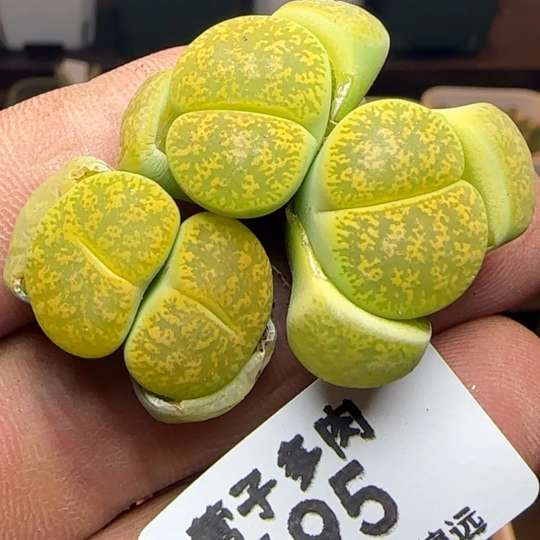 黄绿紫薰两颗双头。    695