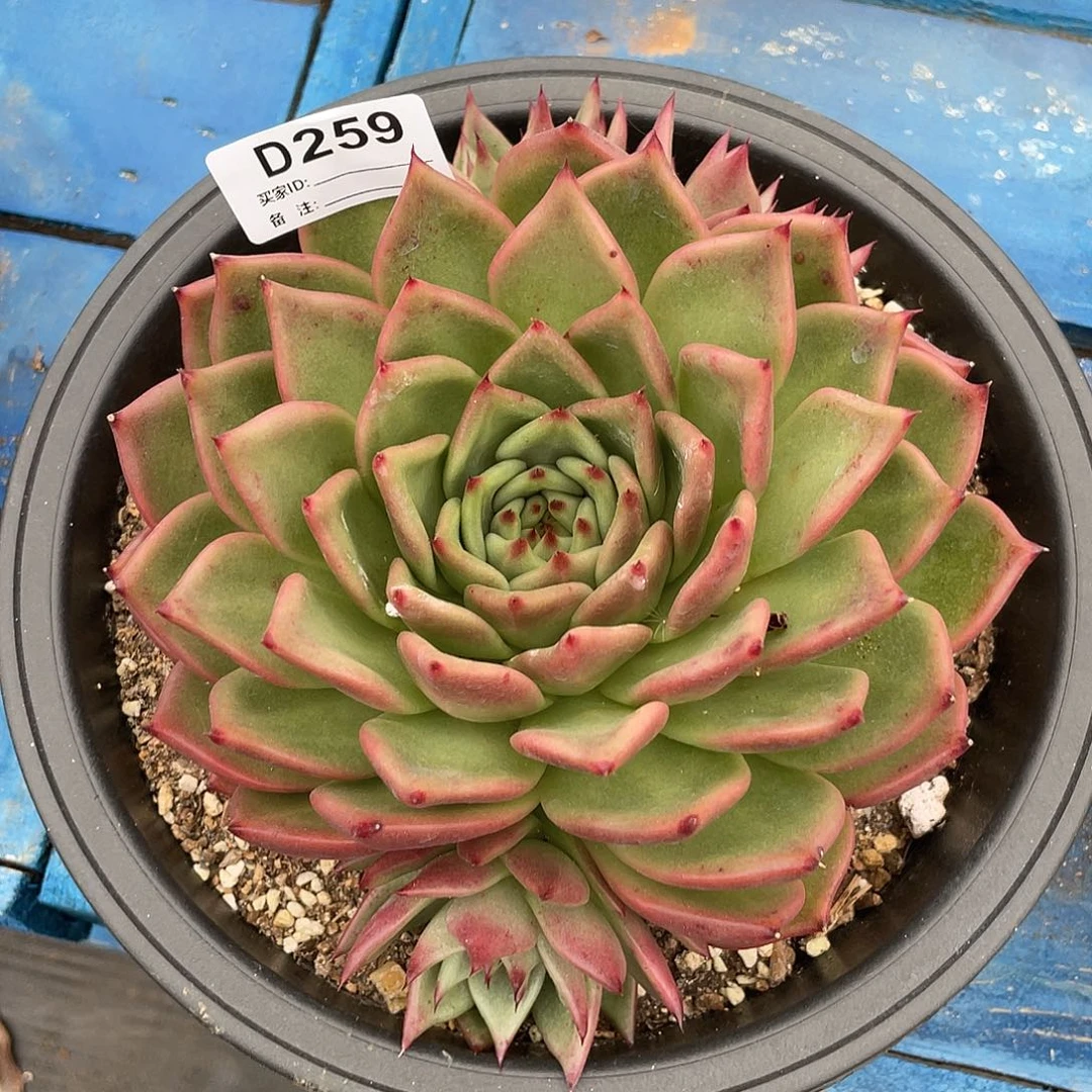 若如东云单拍D258