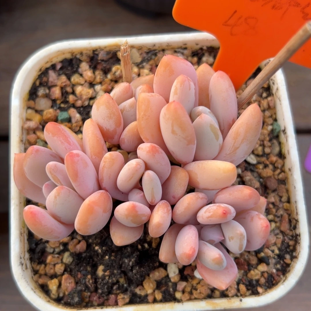 特价珍舞111111111111