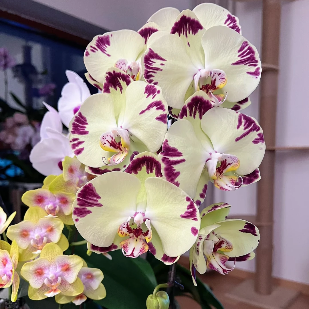 【金雕】3.5寸加高杯 绿色带闪大花 有返祖机率 花苞珠