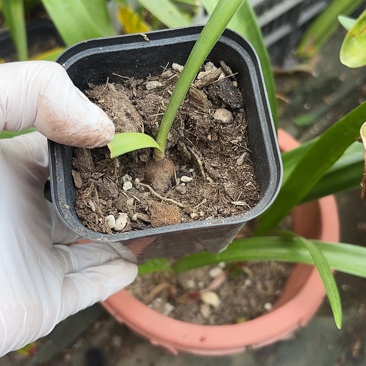 无花朵朱顶红盲盒1+可能是双凤蝶