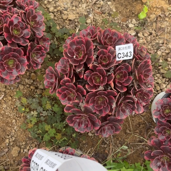 343 多肉植物不包断枝