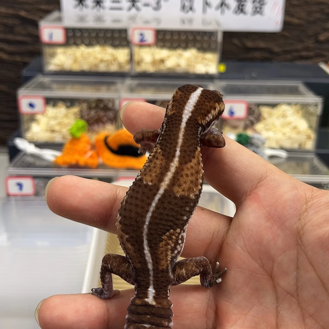 肥尾守宫原色直线成体母