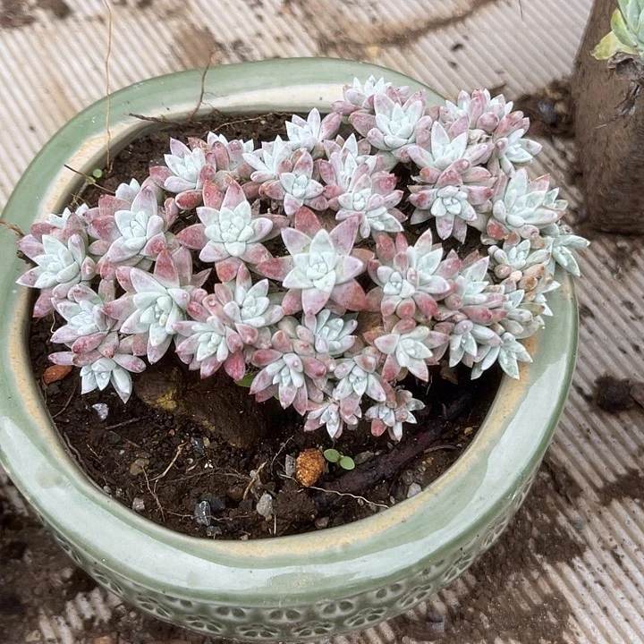 仙女杯系列多肉植物