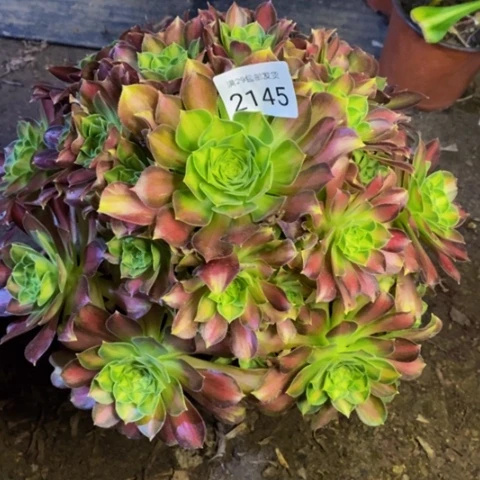 韶华多肉植物2145
