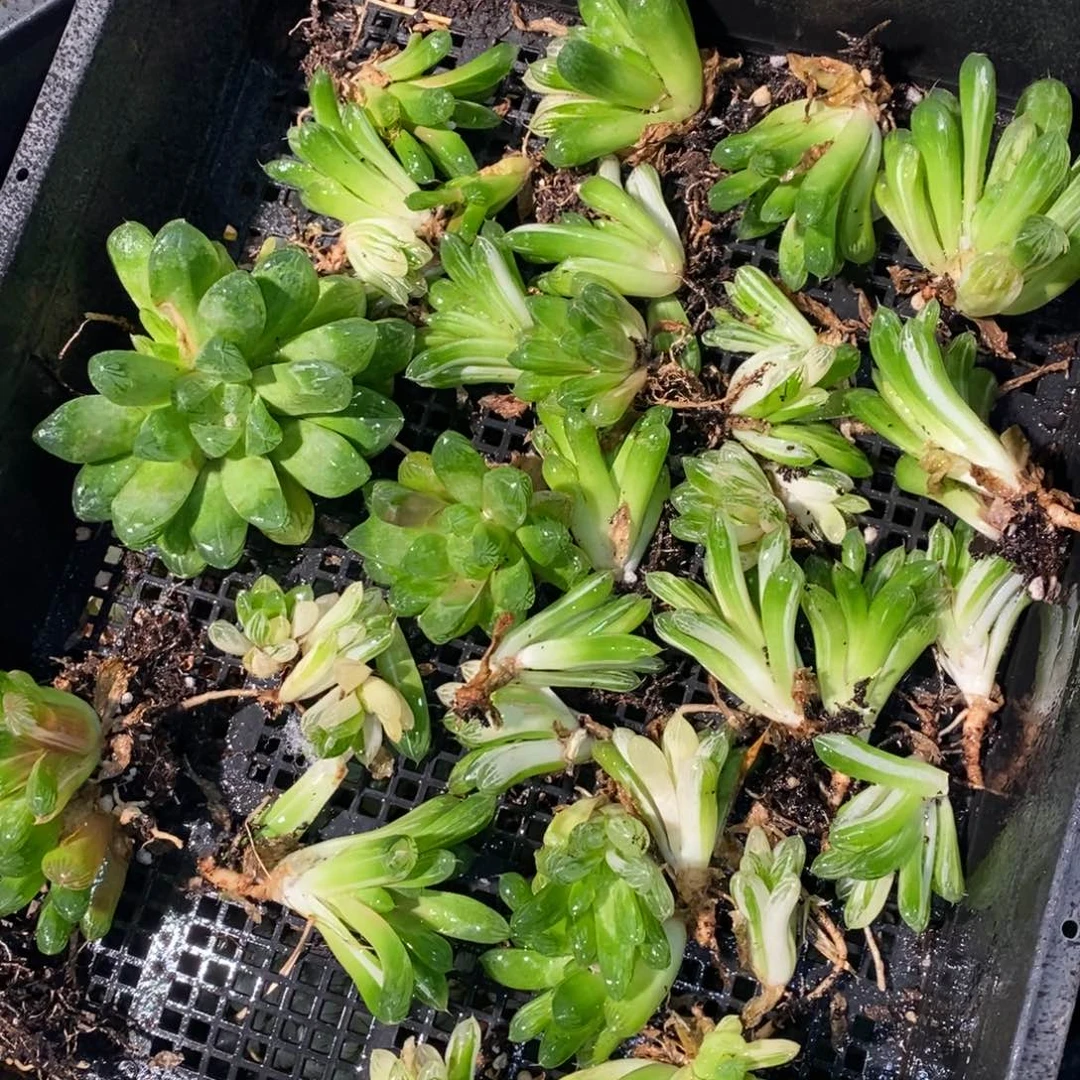 2126 一颗实生苏皇玉露 周末整点福利