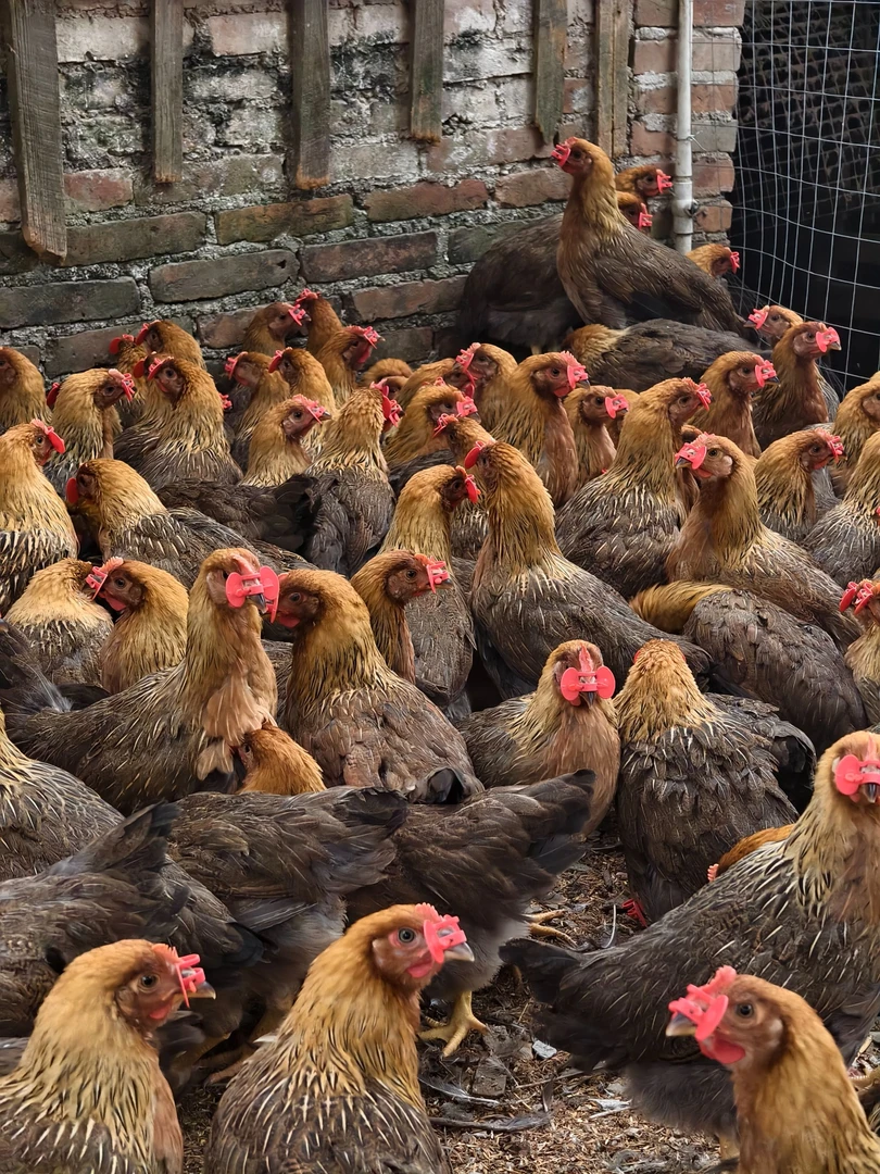 集合农家散养土跑山鸡高山放养顺丰活禽专线配送整鸡