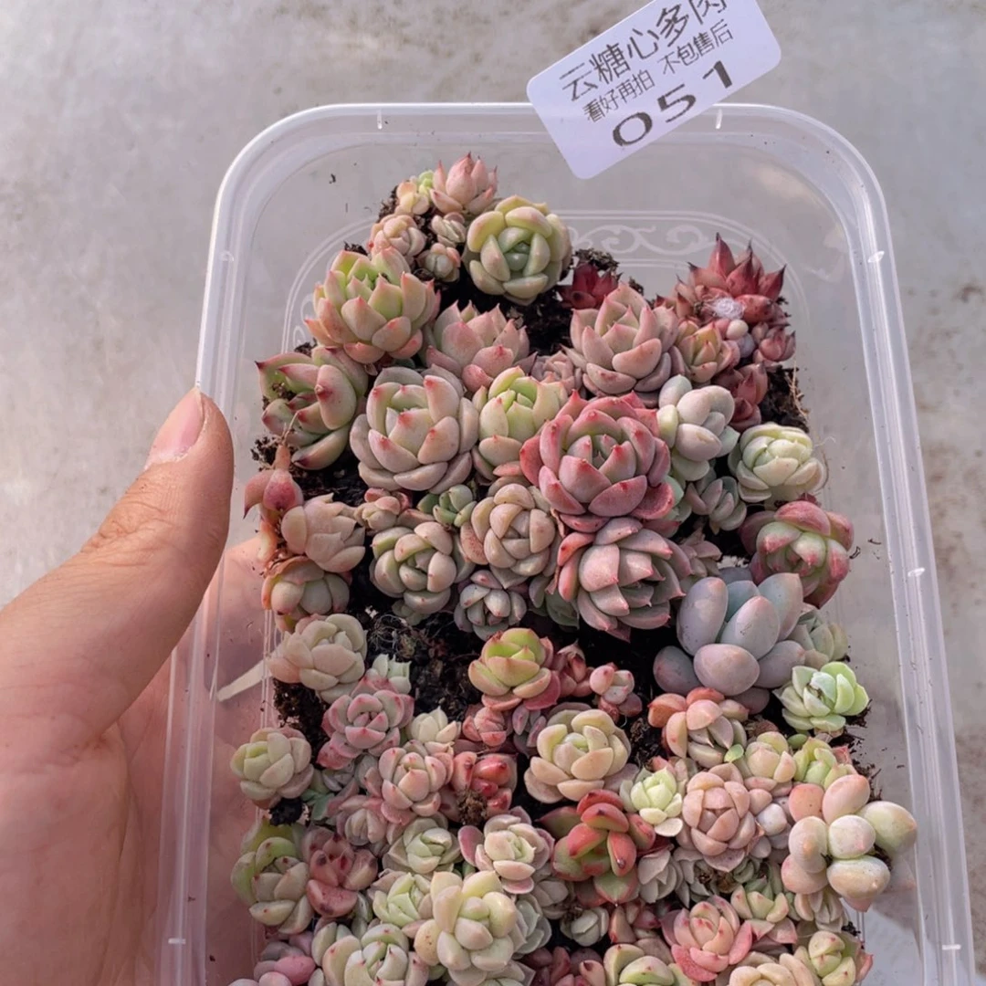 云糖心多肉植物51