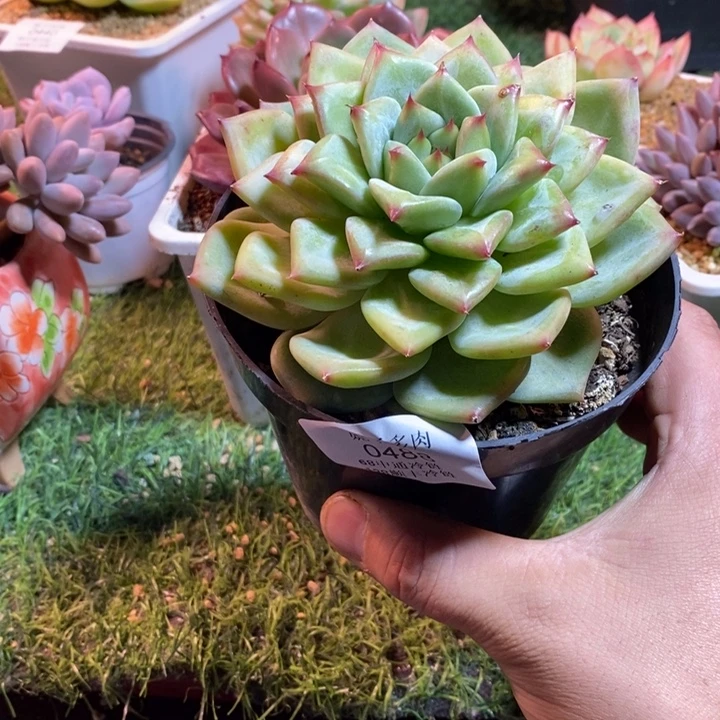 蜜***柜0488啊啊啊啊啊啊啊啊