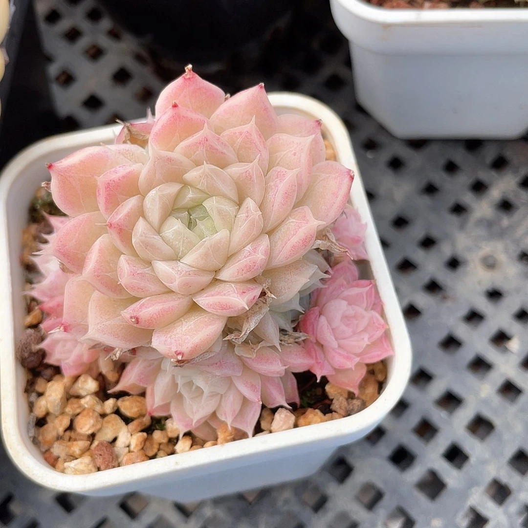 爱****优选女王福利8325