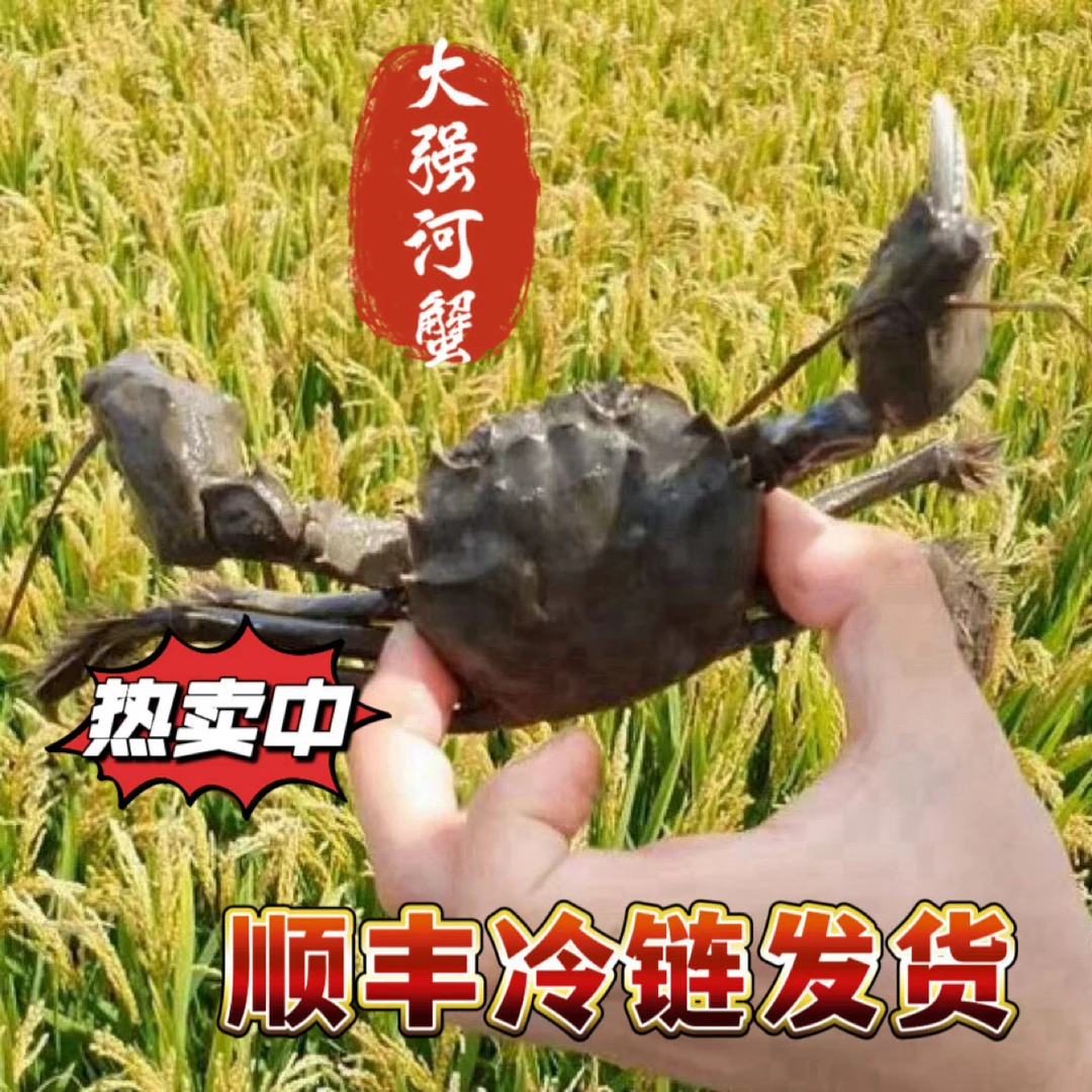 【活蟹】盘锦河蟹母蟹1.4-1.6两 20只 顺丰包邮