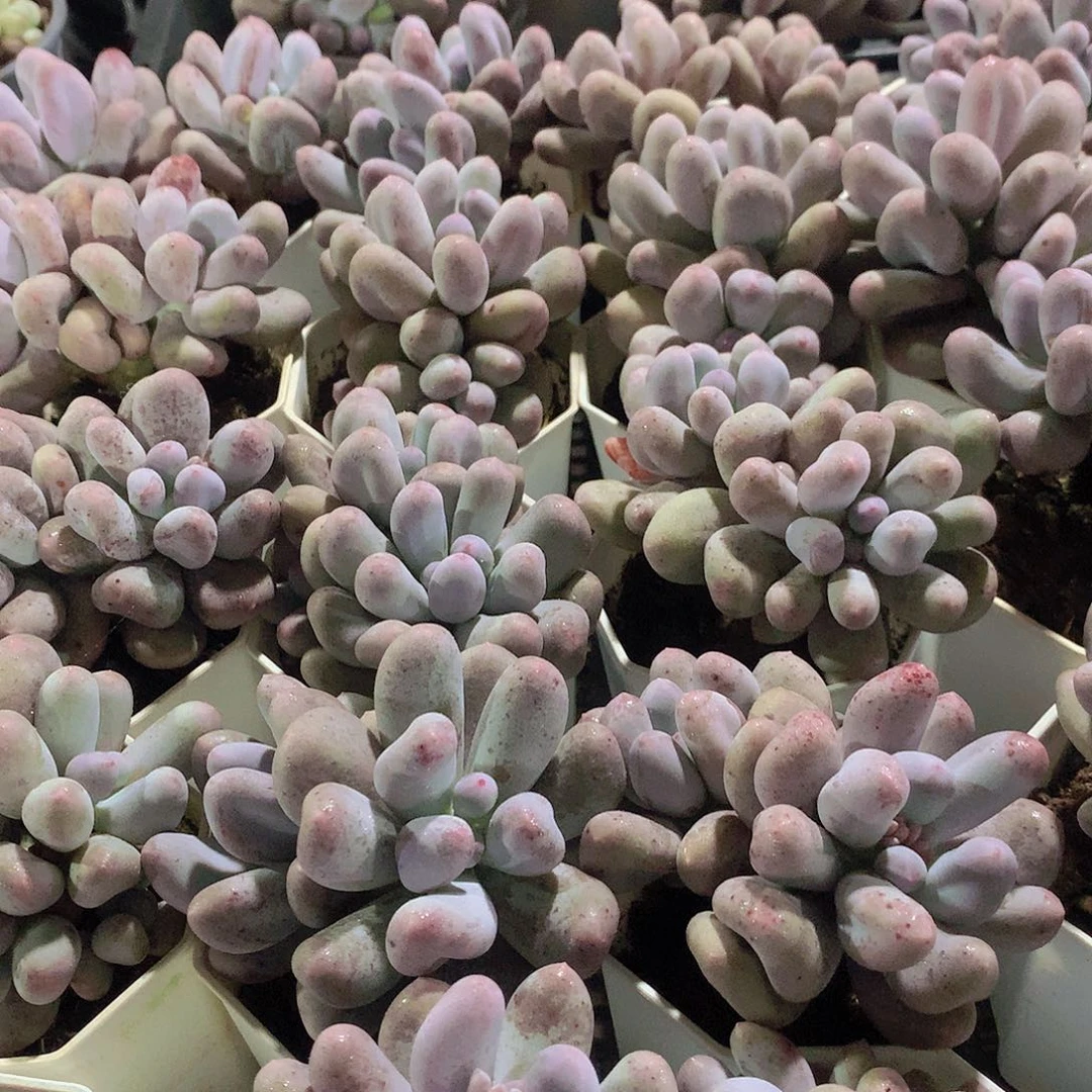 米可奶3567899000000