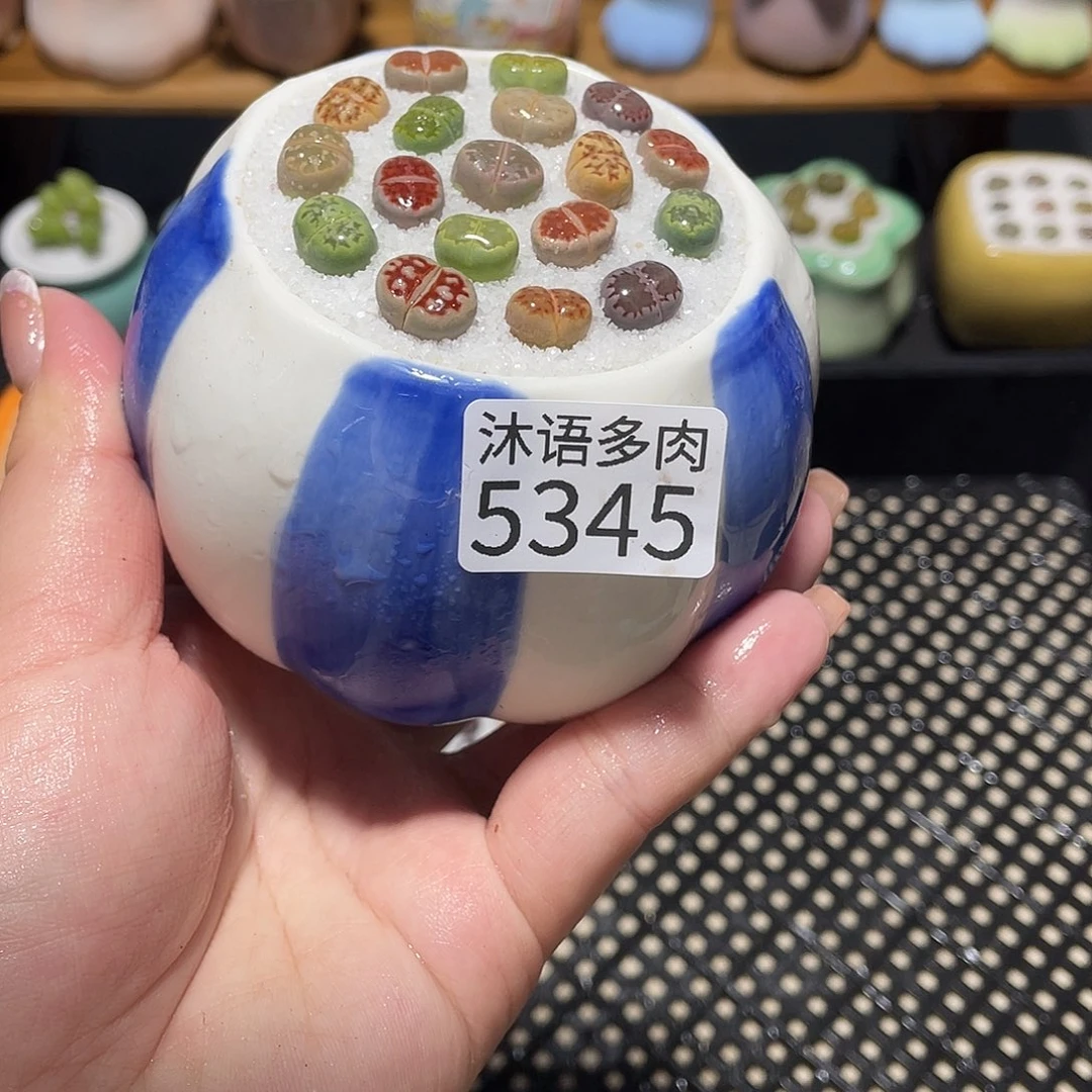 带盆土植物 一物一拍