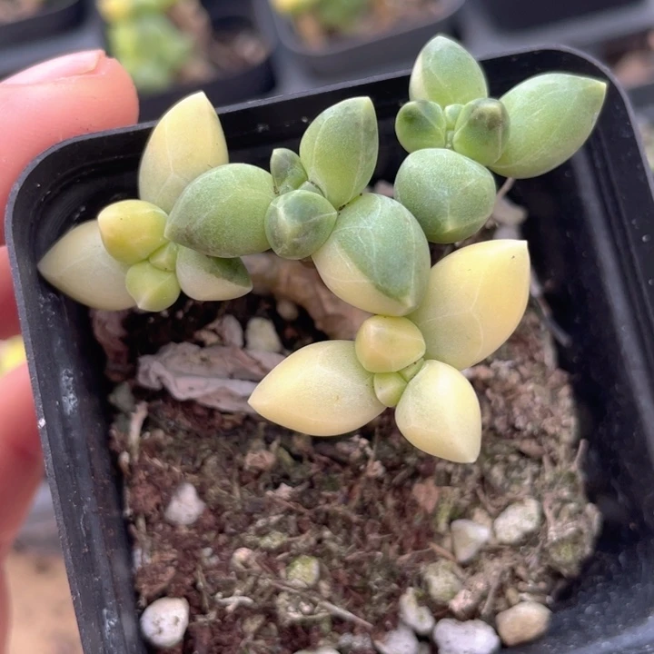 一物一拍满18包邮