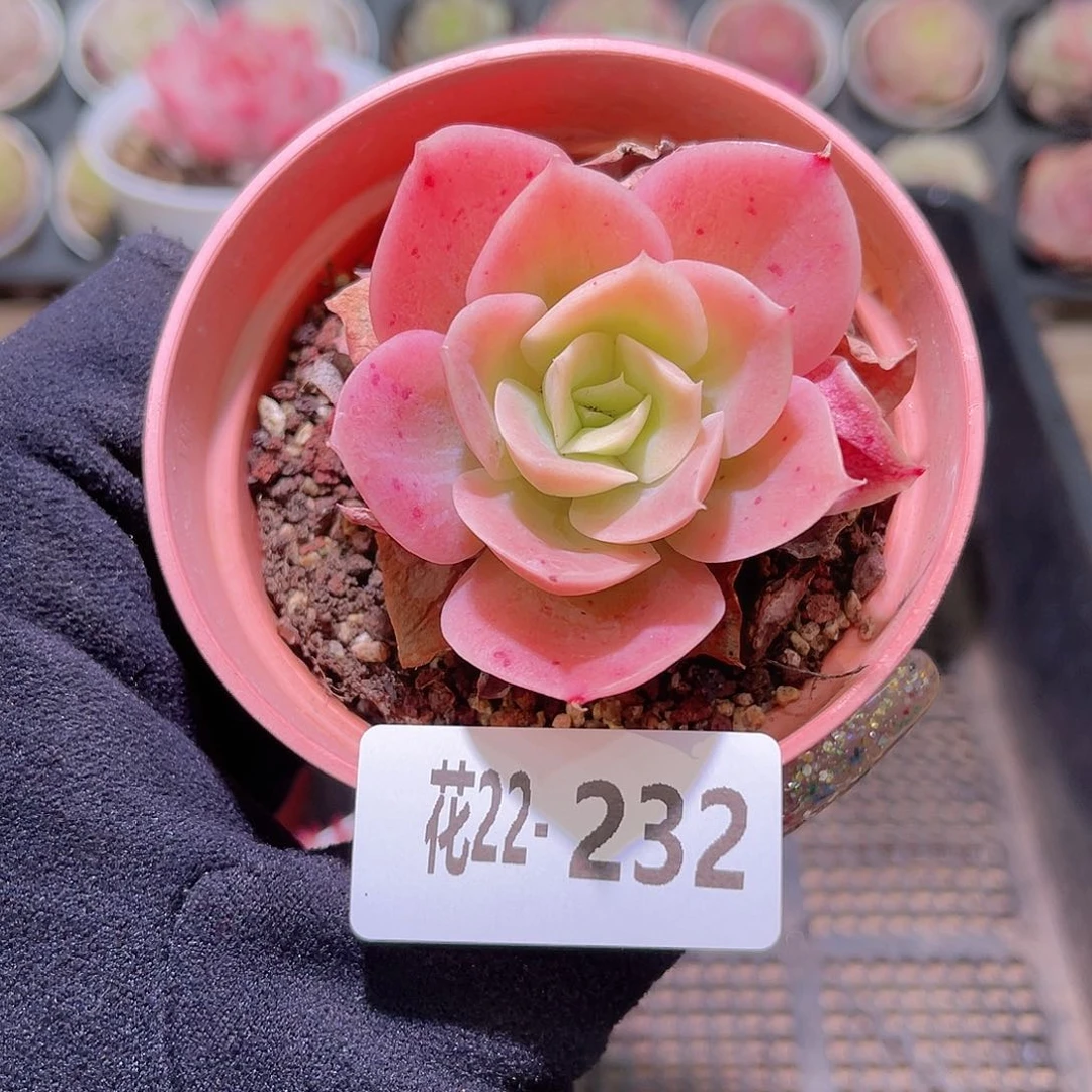 花利美22-232柠檬酸橙