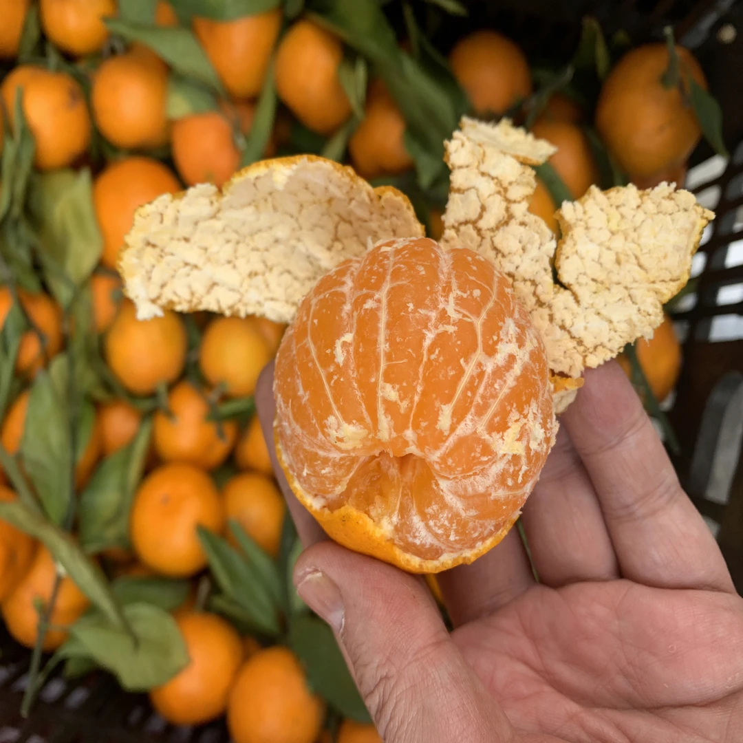 江西蜜桔皮薄多汁香甜