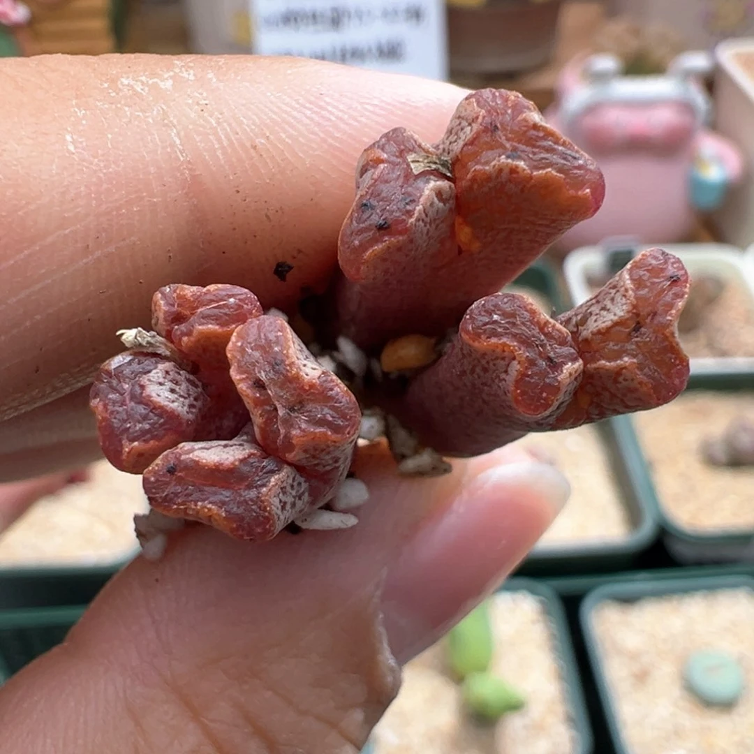 918。江南全窗超蝶 多肉