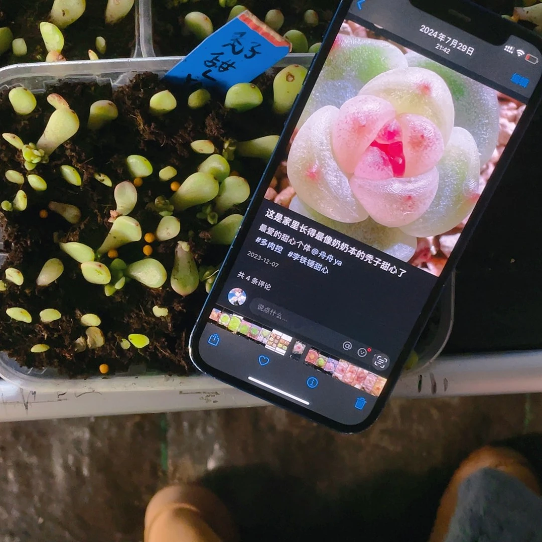 秃子甜心芝麻苗一个满25包邮