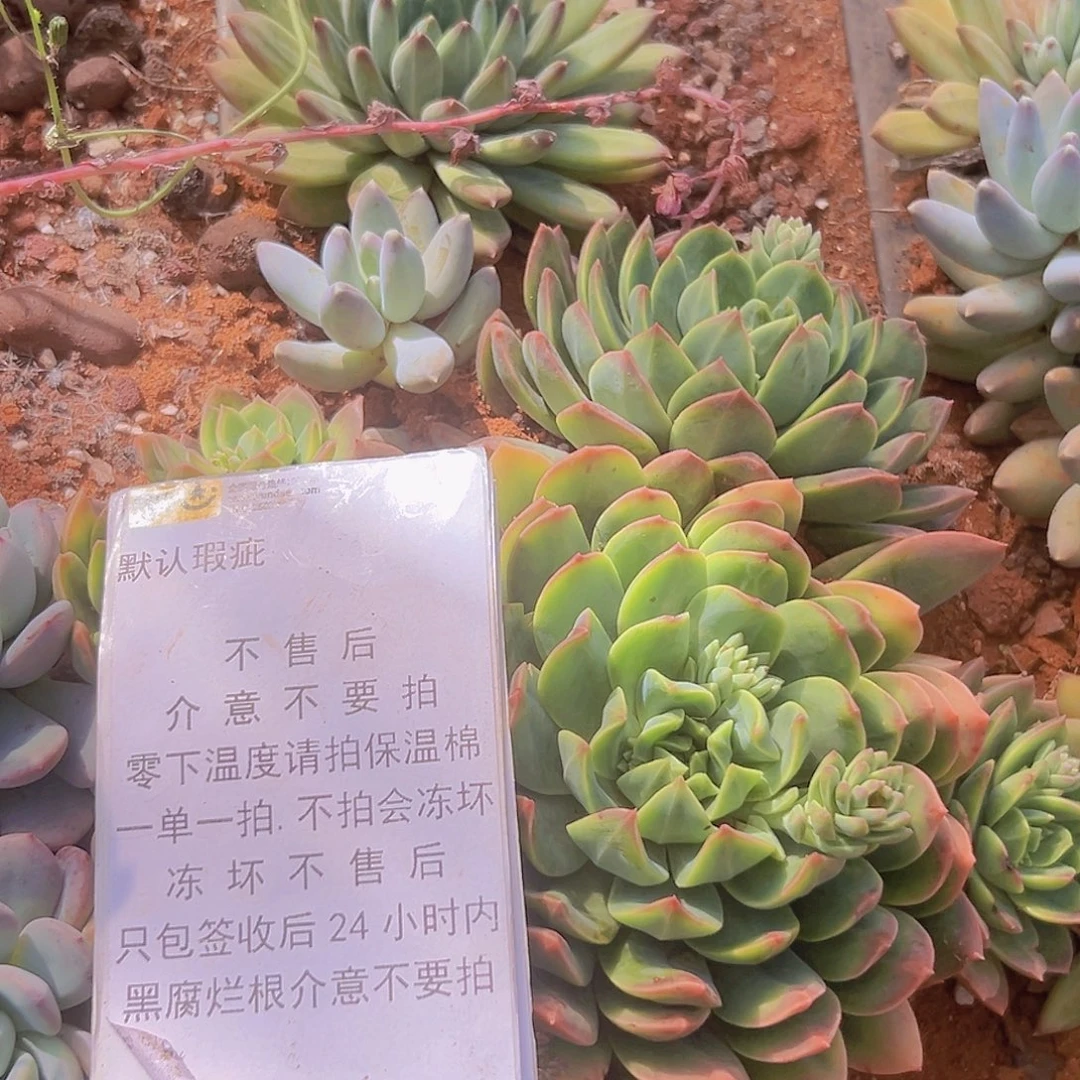 拉萨一个双头起，基地直发