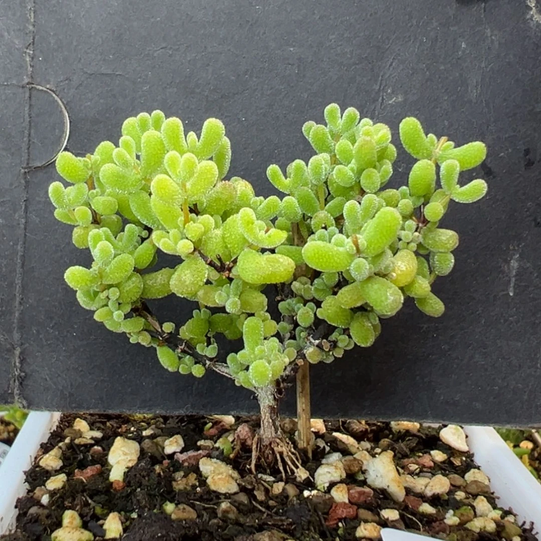 【闪购商品】dy6611翡翠冠幅5.5cm