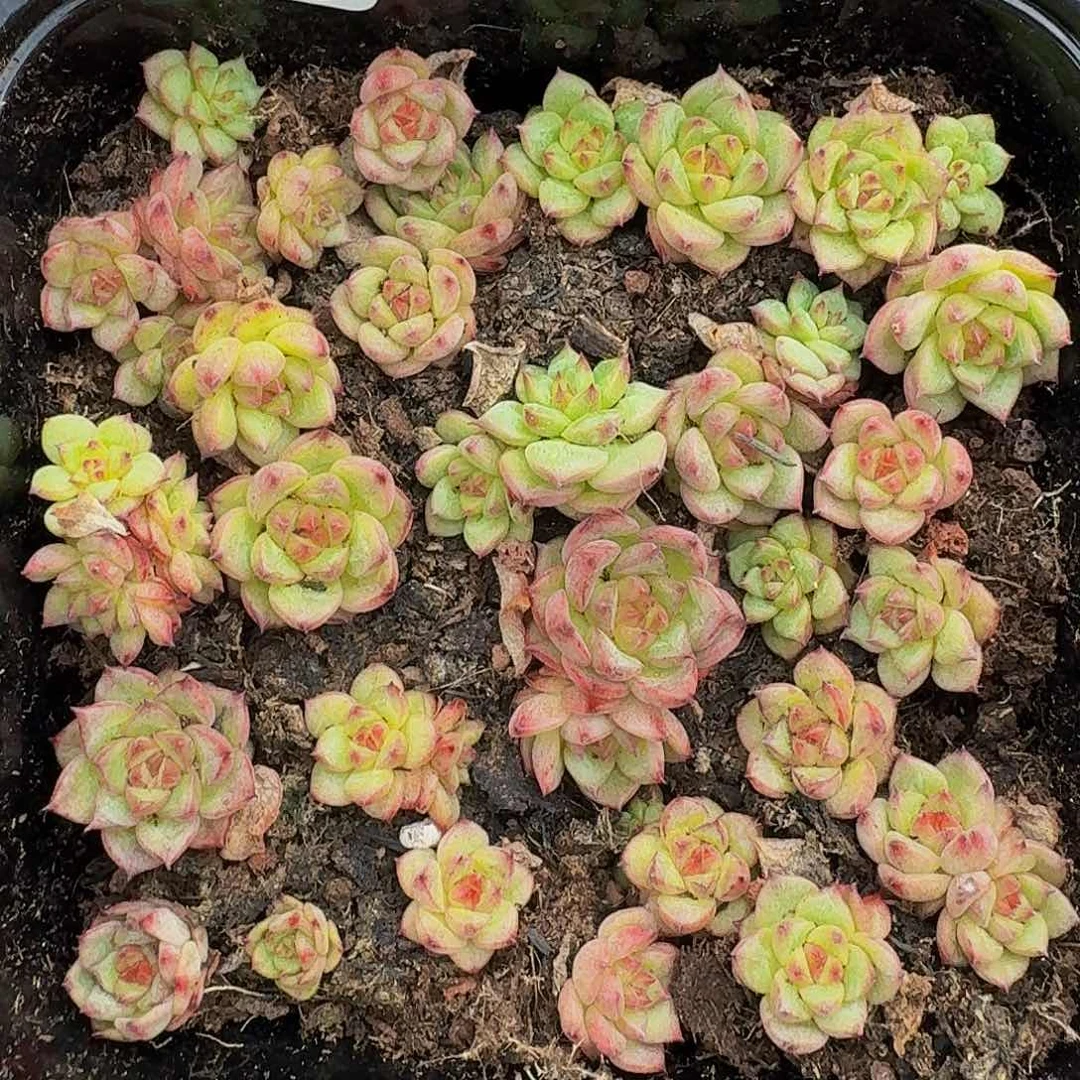 多肉植物多肉植物310