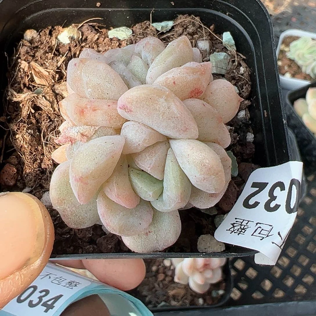 小卡拉米糖心一物一拍10-32