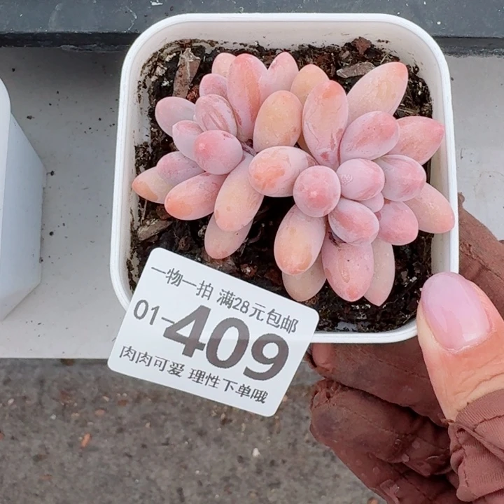 汤圆无盆土发货多