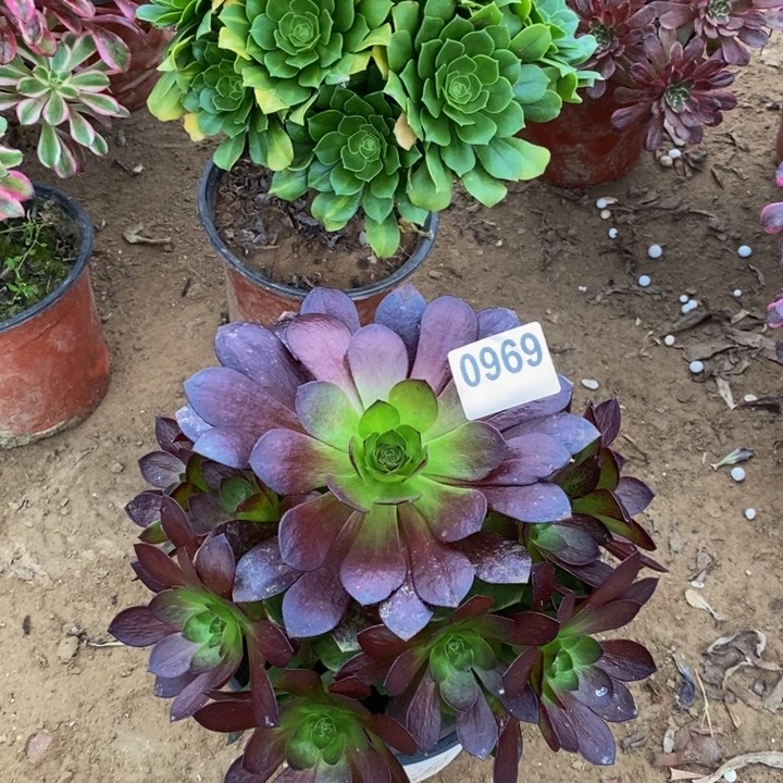 969赤炎链手捧多肉新桩