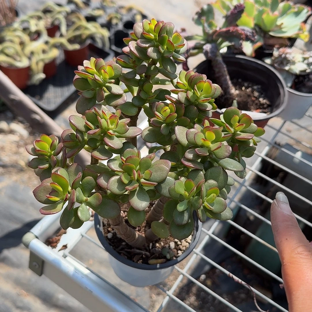 小****招财树多肉植物精品