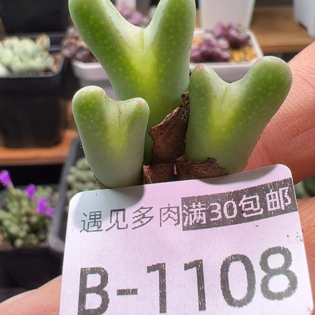 多肉植物1111111111111