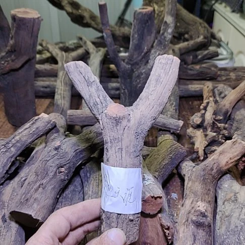 灬***灬火琉璃原杈，不保沉水，慎拍！