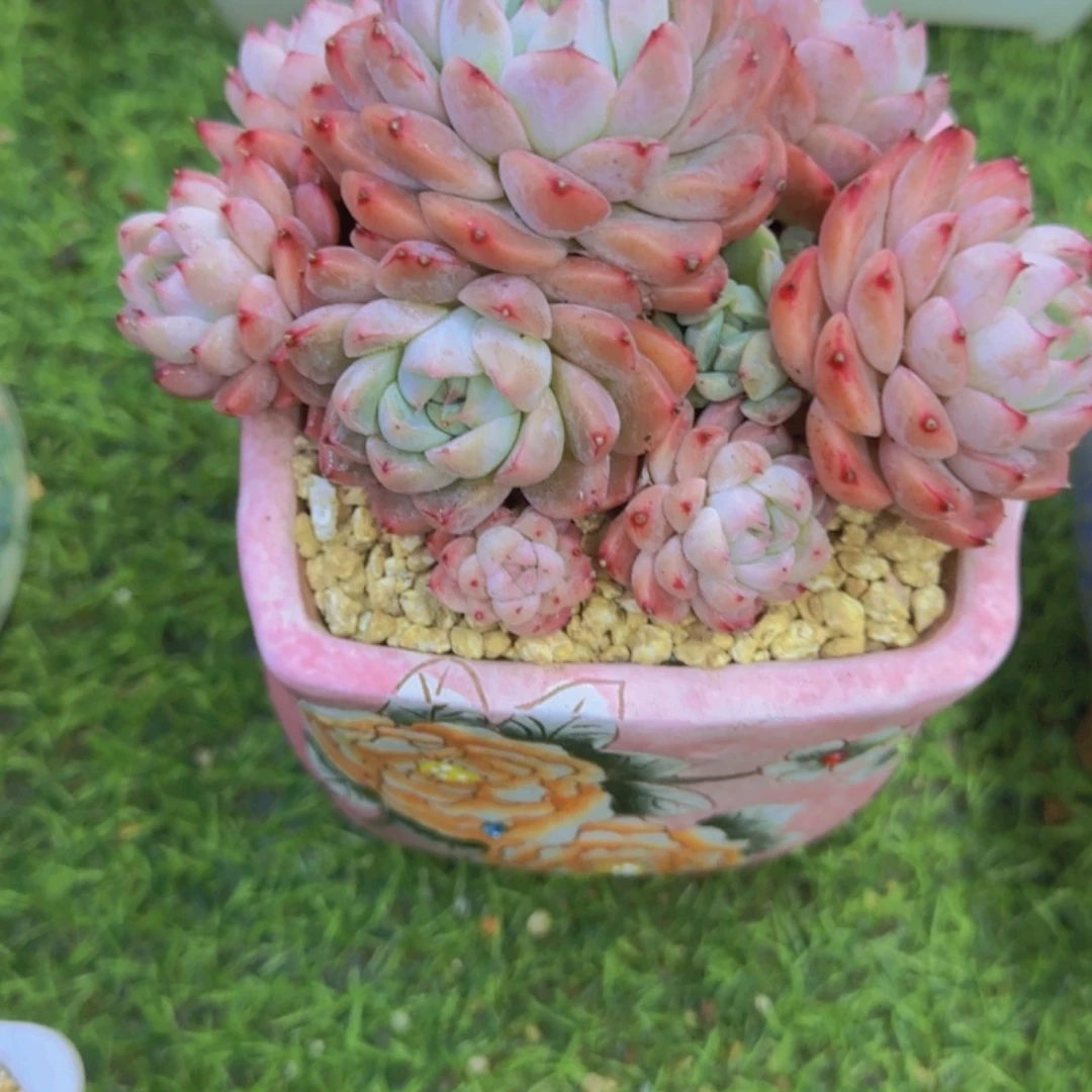 ❤️****386多肉植物一物一拍