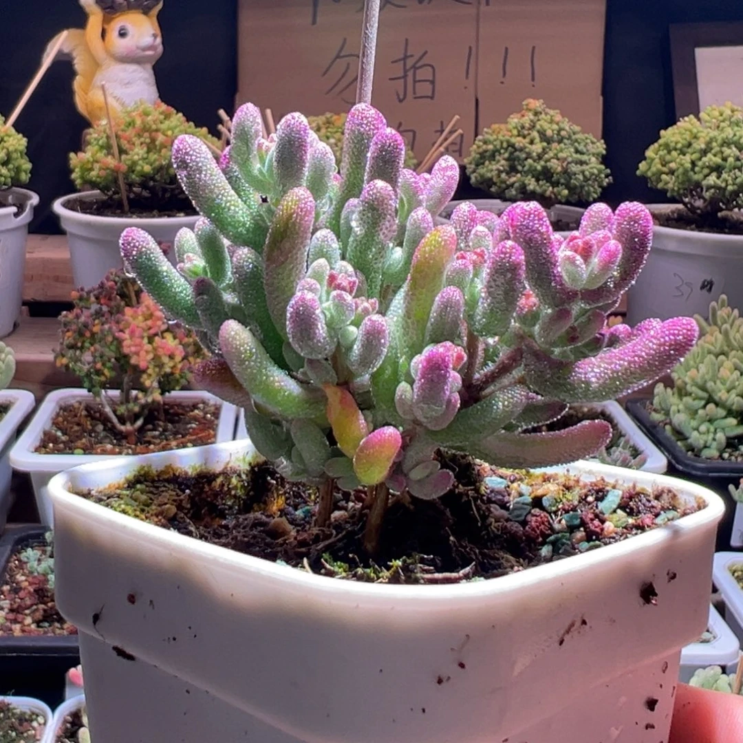 803紫闪光一物一拍包开箱