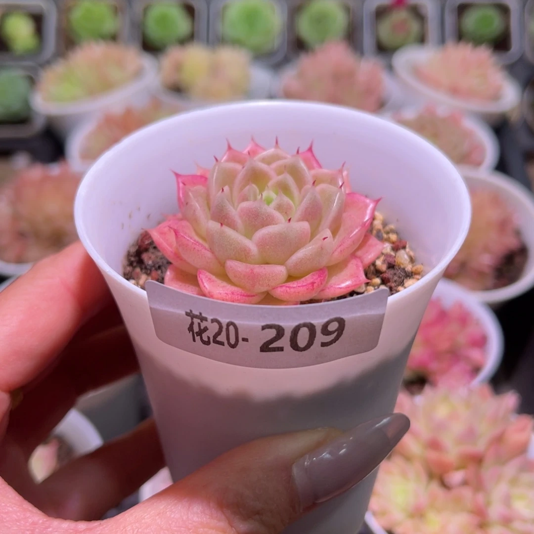 花利美20-209麦秆